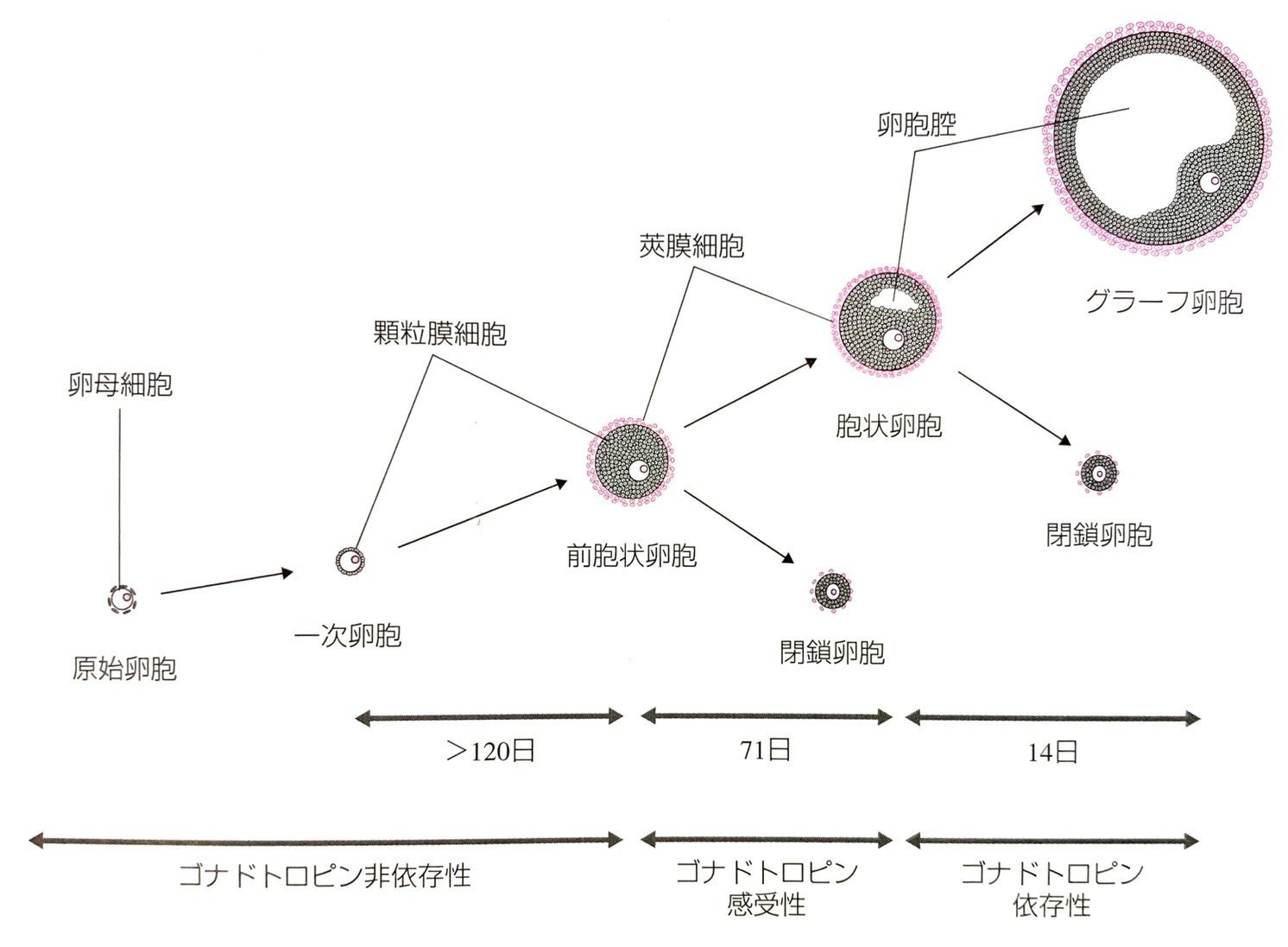 卵胞発育 – ある産婦人科医のひとりごと